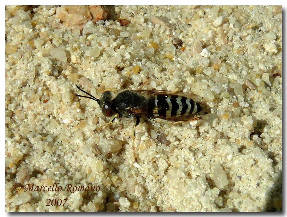 Paese che vai....Bembix rostrata (Crabronidae)